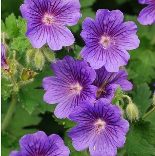 Cranesbill Rozanne - Geranium (Six-pack)