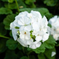 Geranium Sanguineum Album - Cranesbill (Six-pack)