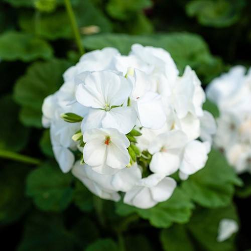 Geranium Sanguineum Album - Cranesbill (Six-pack)