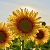 Sunflower Personalized Printed Seed Packets - 250 pieces-3