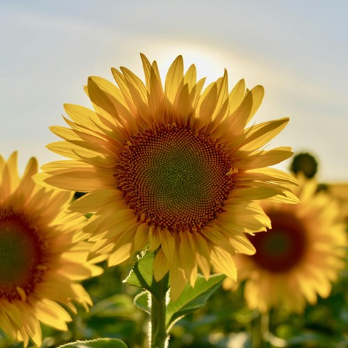 Sunflower Personalized Printed Seed Packets - 250 pieces-3