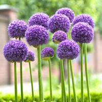 Allium Gladiator – Ornamental Onion (Large Pack)