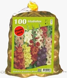 Gladiolus Large Flowering (Big Bag)