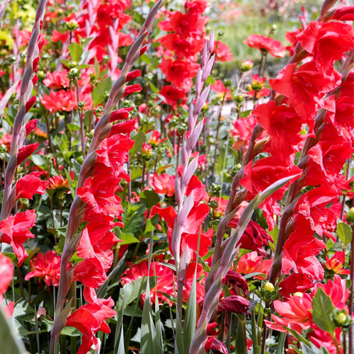 Gladiolus Red - Sword lily Traderhorn