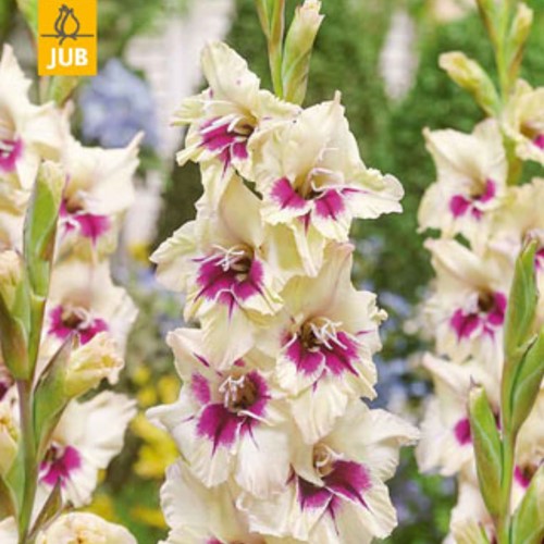 Gladiolus Amber Mistique – Sword Lily