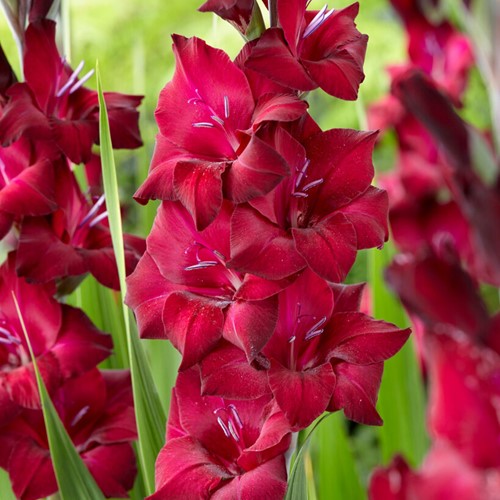 6x Gladiolus Black Star - Sword lily
