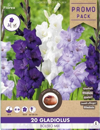 Gladiolus Bolero Mix - Sword lily