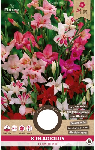 Gladiolus Colvillii Mixed – Sword Lily