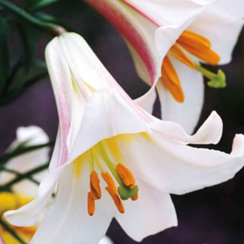 Lilium Regale - Lily