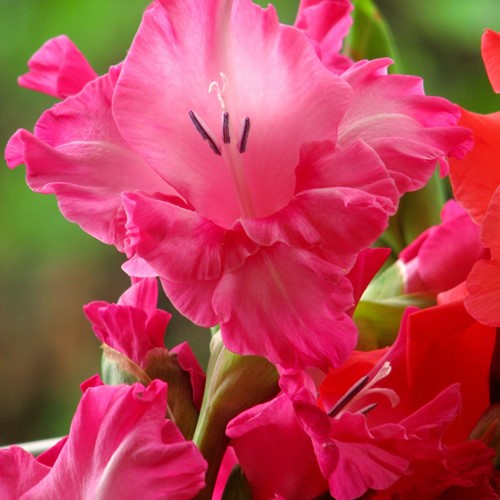 Gladiolus Fairytale Pink - Sword Lily