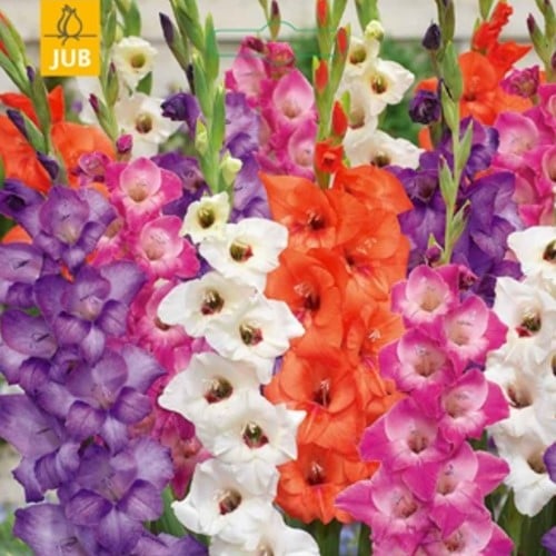 Gladiolus Glamini© Mixed - Sword Lily
