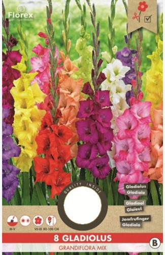 Gladiolus Mix