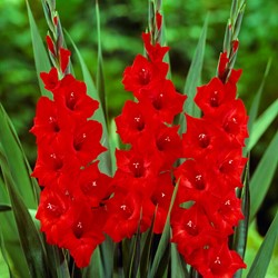 Gladiolus Mascagni - Red gladiolus