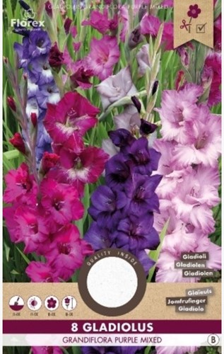 Gladiolus multiflora purple mixed – Sword lily