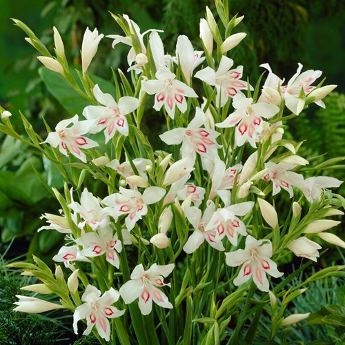Gladiolus Nymph - Sword lily