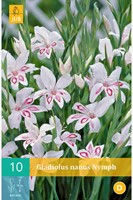 Gladiolen Nymph - Zwaaardlelie, Gladiolus-2