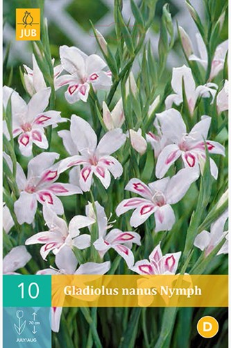 Gladiolen Nymph - Zwaaardlelie, Gladiolus-2