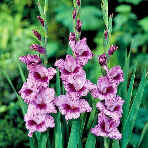Gladiolus Passos