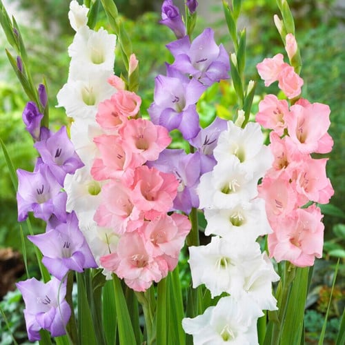 Gladiolus Pastel Mix - Sword lily