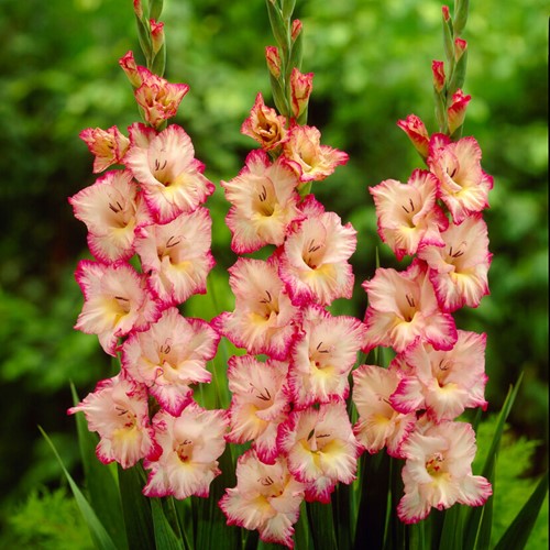 Gladiolus Priscilla - Sword lily