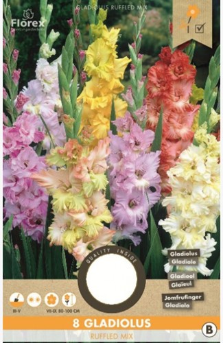Gladiolus Fringed Mixed