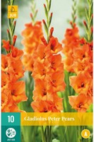Gladiolus Peter Pears - Sword Lily-2