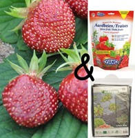 Cultivation package Strawberry Cherryberry