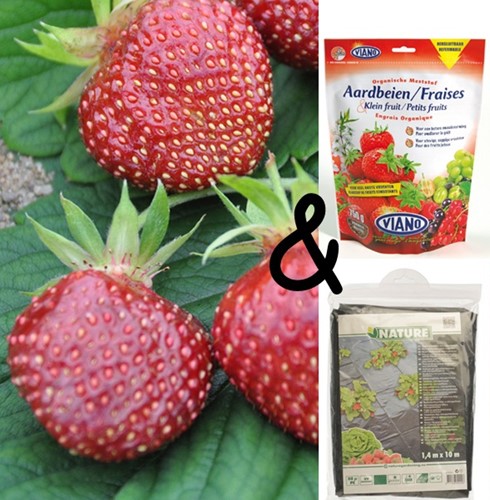 Cultivation package Strawberry Cherryberry