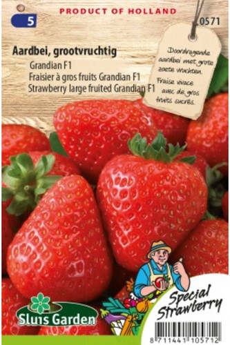 Strawberry Grandian F1