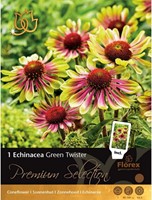 Echinacea Green Twister - Coneflower-2