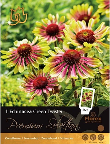 Echinacea Green Twister - Coneflower-2