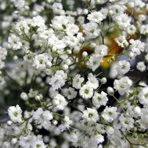 Gypsophila paniculata - Baby's Breath