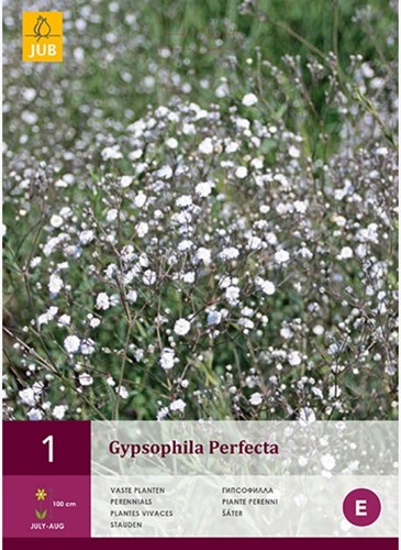 Gypsophila Perfecta - Baby's-Breath