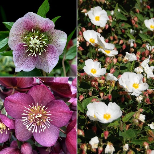 Helleborus Orientalis Mix - Container Plant