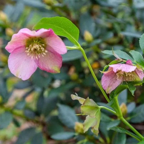 Helleborus orientalis Pretty Ellen Pink - Lenten Rose