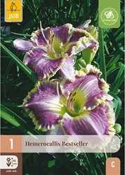 Hemerocallis Bestseller - Daylily