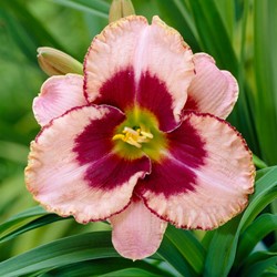 Hemerocallis Daring Deception