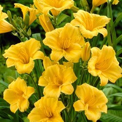 Hemerocallis Stella d'Oro - Daylily (Pot plant)