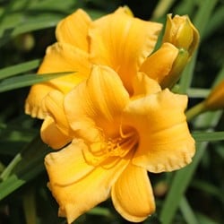 Hemerocallis Stella d'Oro - Daylily (Pot plant)