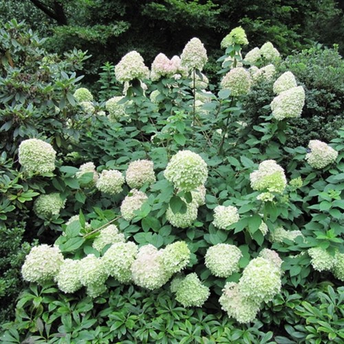 Hortensia Limelight® - Hydrangea paniculata