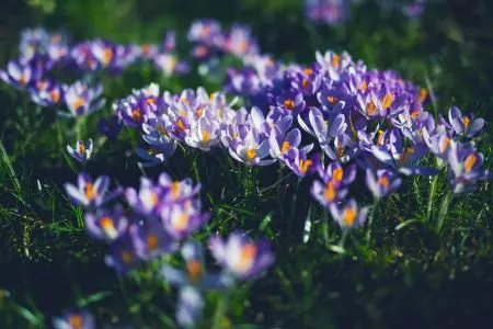 Spring bulbs