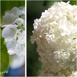 Hortensia White - Hydrangea