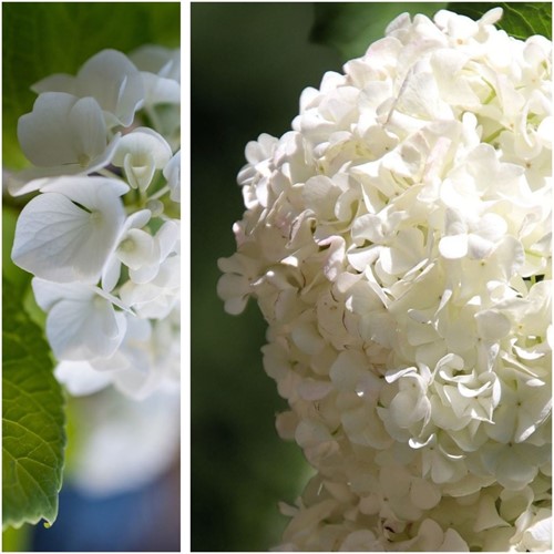 Hortensia White - Hydrangea