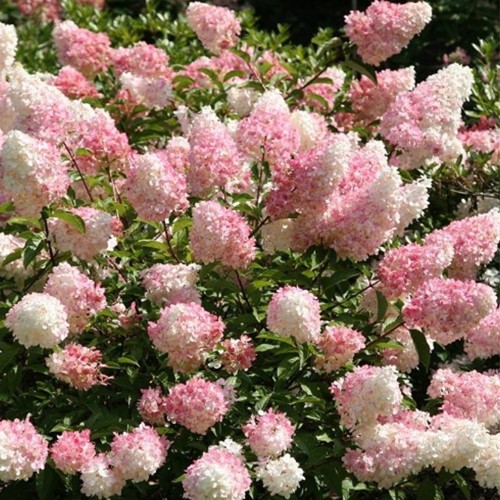 Hortensia Vanille Fraise® - Hydrangea paniculata