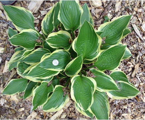Hosta Aureomarginata - Plantain lily (Pot plant)