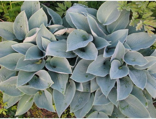 Hosta Halcyon - Plantain lily (Pot plant)