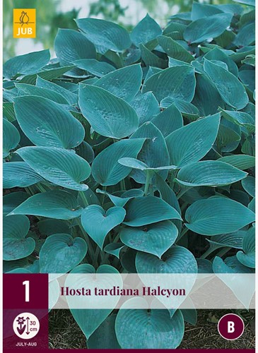 Hosta Halcyon