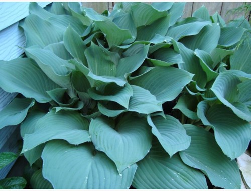 Hosta Sieboldii Blue / Sieboldiana Elegans - Plantain lily