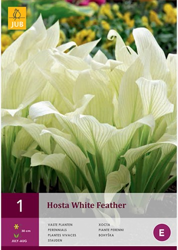 Hosta White Feather