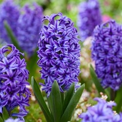 Hyacinth Delft Blue (Blue Jacket) - Hyacinthus